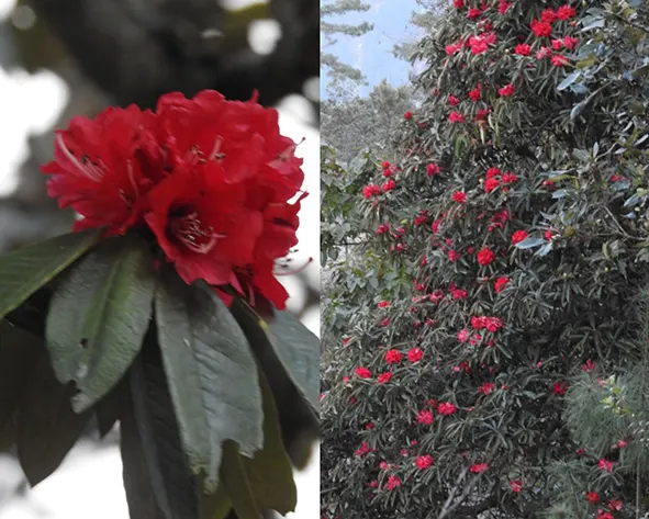 Early rhododendron bloom in EWS signals ecological shift