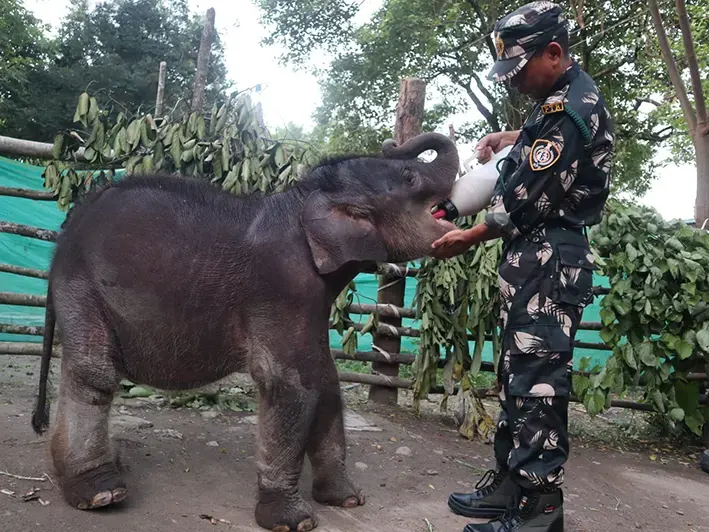 Distressed elephant calf being rehabilitated