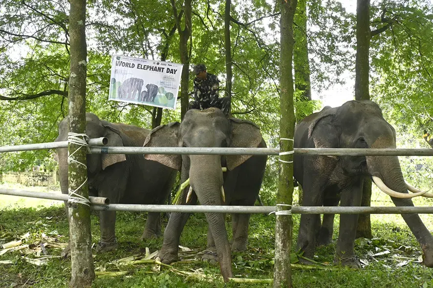 Pakke Tiger Reserve observes World Elephant Day