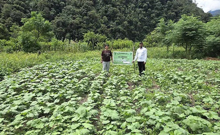 Arka Nikita okra variety grows best in Anjaw