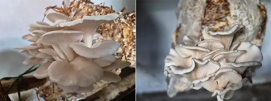 Comparative demonstration of oyster mushroom cultivation held