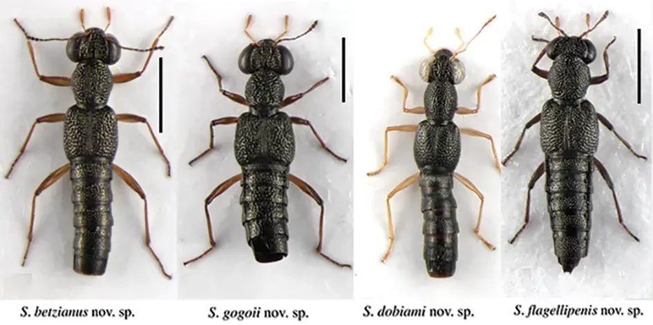 15 new rove beetle species documented from Arunachal