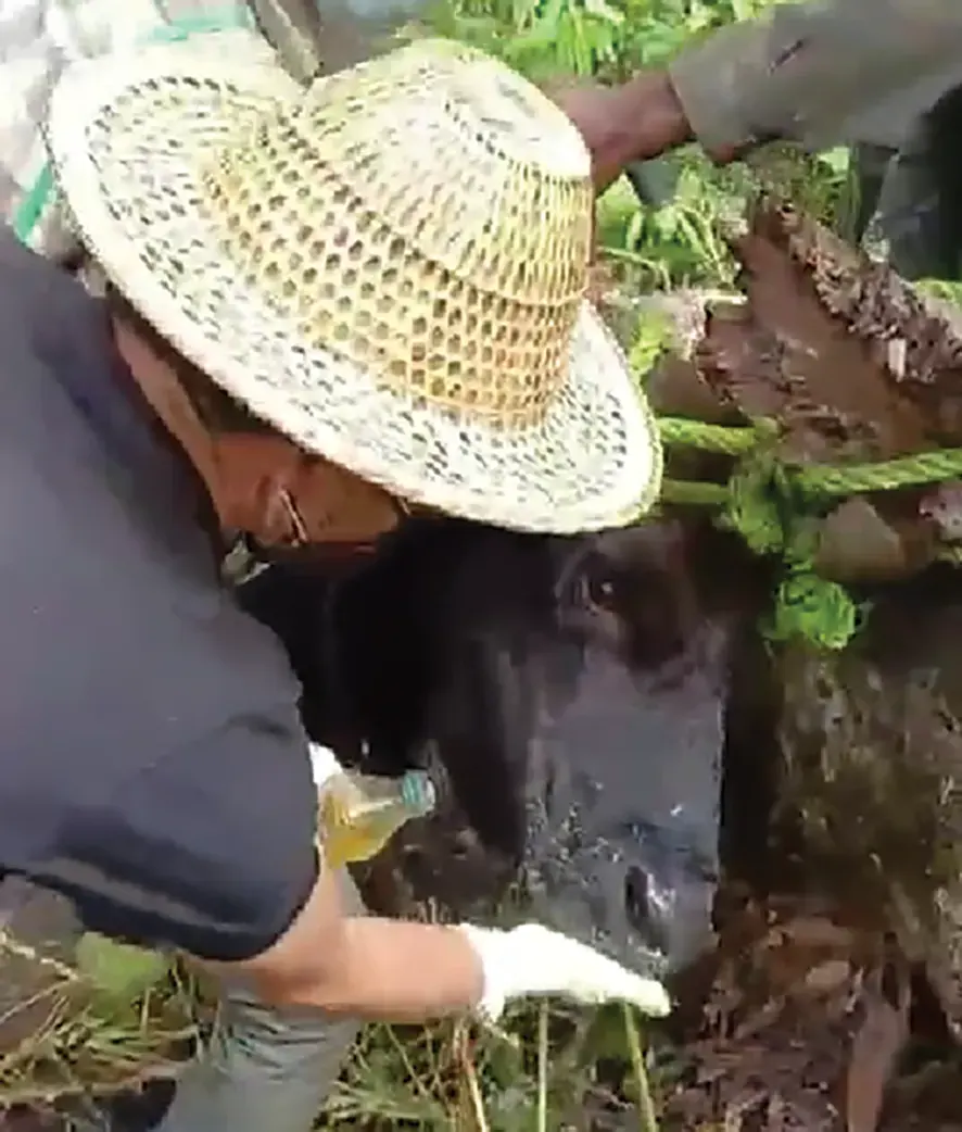 FMD outbreak worsening in D/Valley