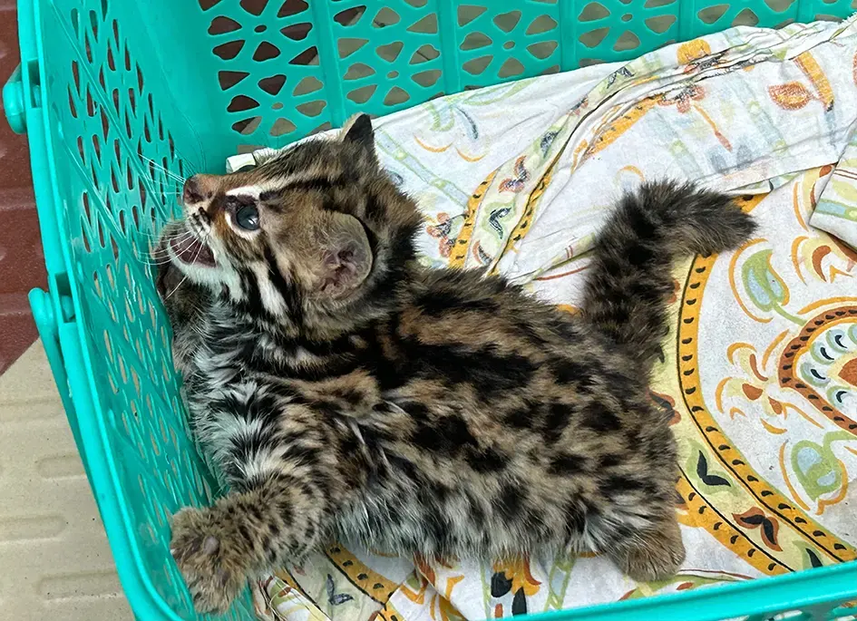 Leopard cat cub rescued in Deomali