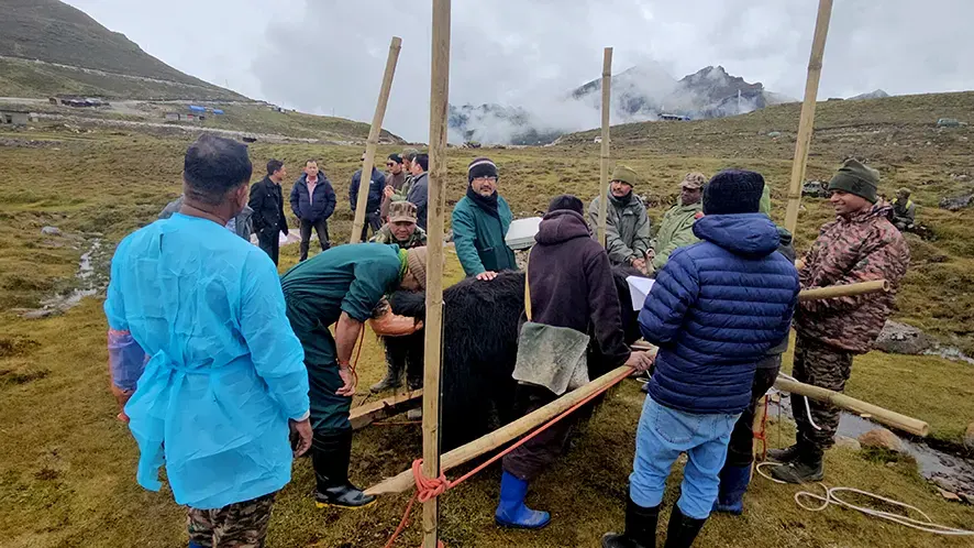 Artificial insemination for yaks, cattle held