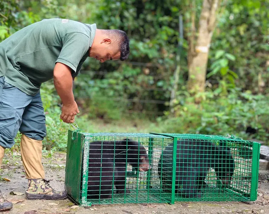 Asiatic black bear cubs begin journey back to the wild