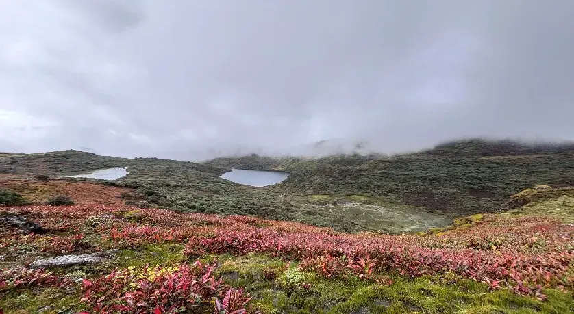 ZSI conducts wild bee pollinator biodiversity survey in high-altitude of Tawang