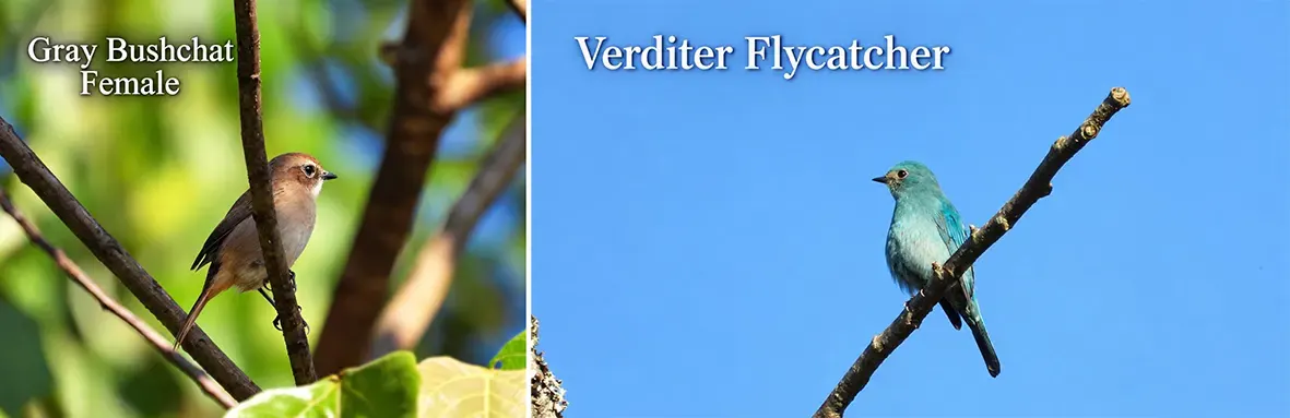 30 bird species recorded in Joram