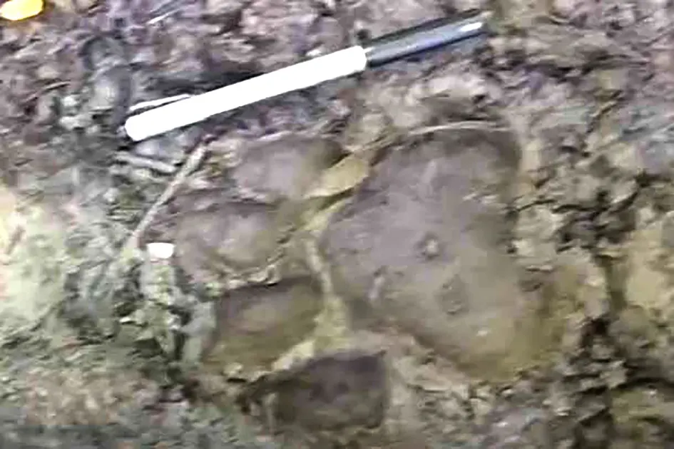 Tiger pugmarks sighted in Poba RF; public entry restricted