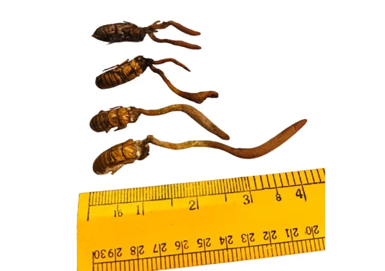 High-value Cordyceps mushroom discovered in E/Siang