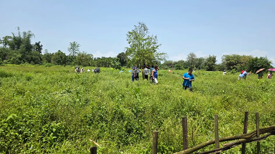 Drive against illegal cannabis plantations carried out in E/Siang villages