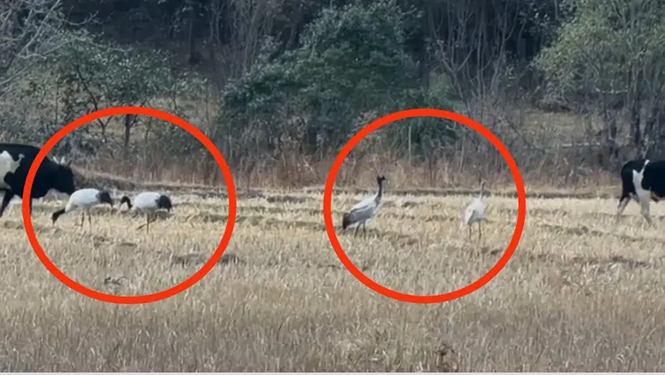 Four Black-necked cranes arrive in Chug Valley