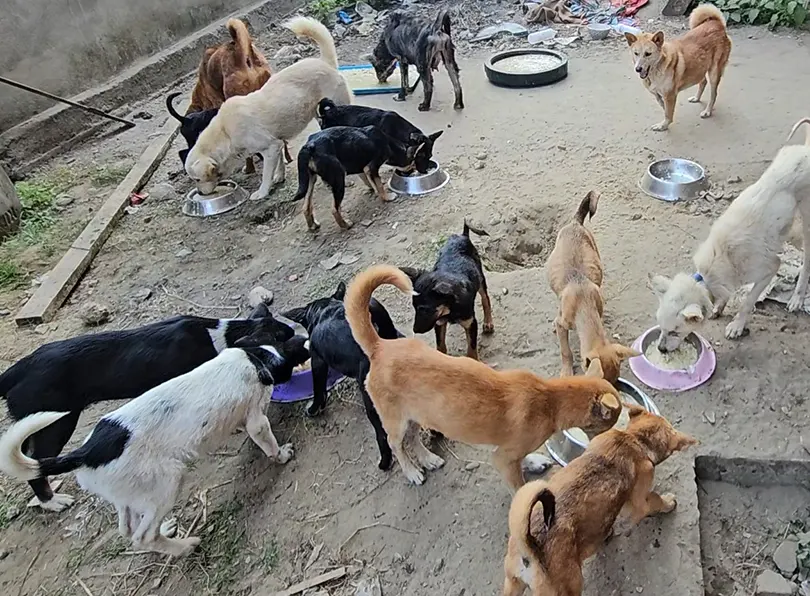 A caretaker of needy animals