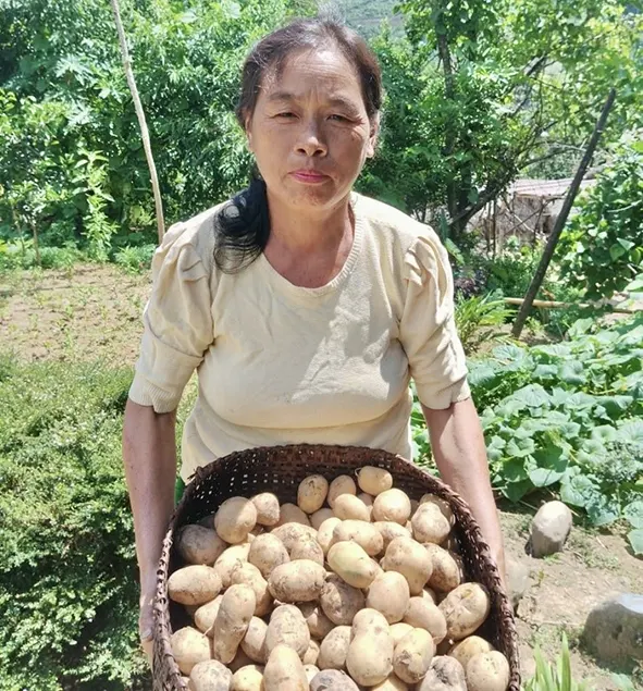 KVK intervention helps Sumsing farmers cultivate potato year-round