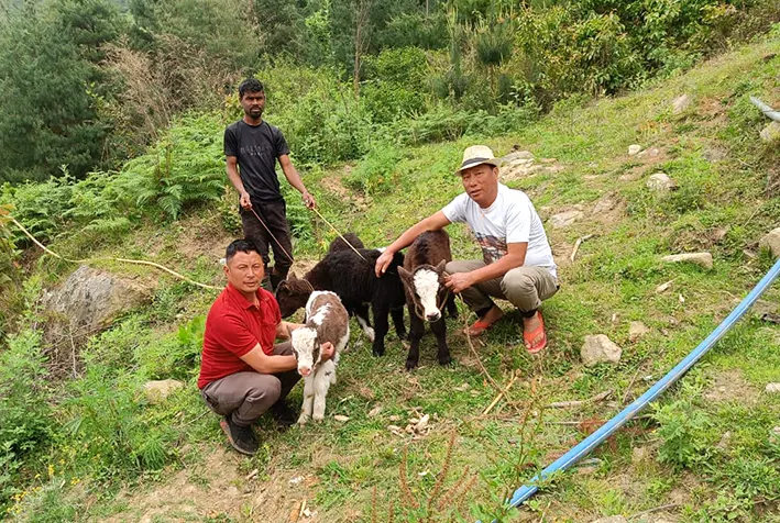 Man adopts yak calves to boost sustainable livelihood