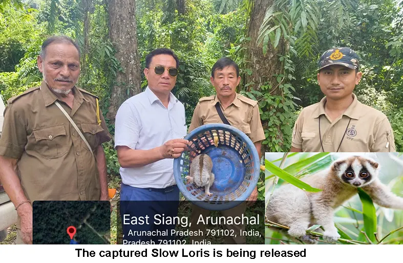 Slow Lorises straying into settlements raise concern