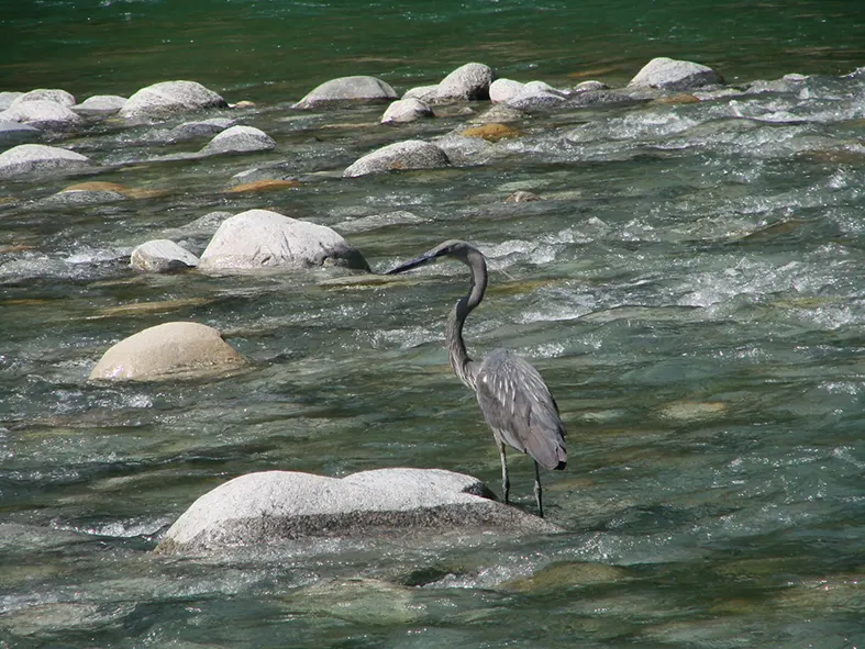 Experts meet to plan conservation of critically endangered White-Bellied Heron