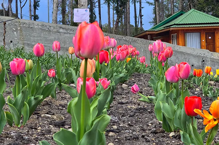 Tulips bloom in Anini, opening new horizons for floriculture and tourism
