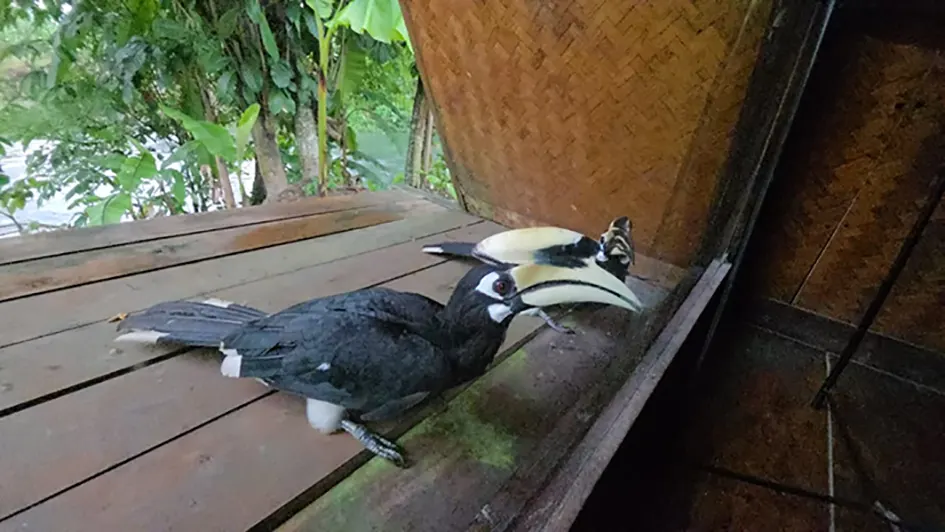 Mirror illusion triggers rare hornbill behaviour
