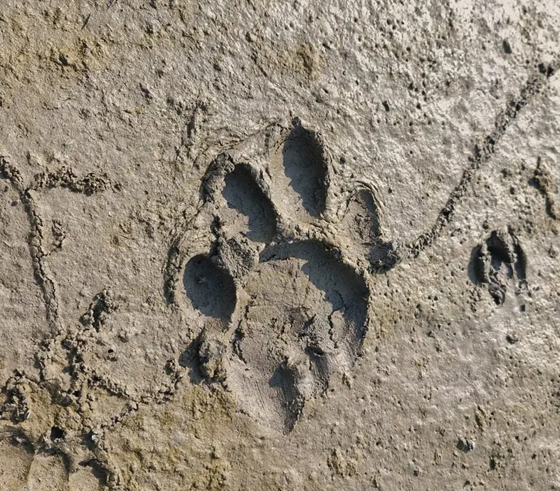 Royal Bengal tiger pugmarks spotted in Jonai RF