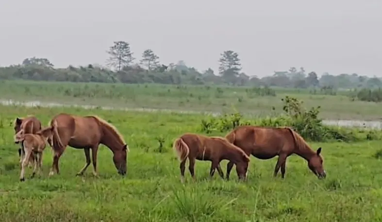 Feral horses in Paglam draw attention