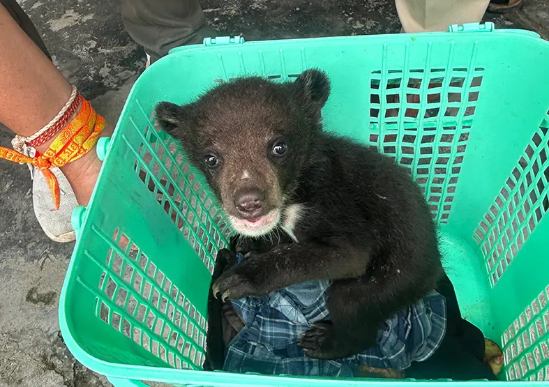 Himalayan black bear cub rescued