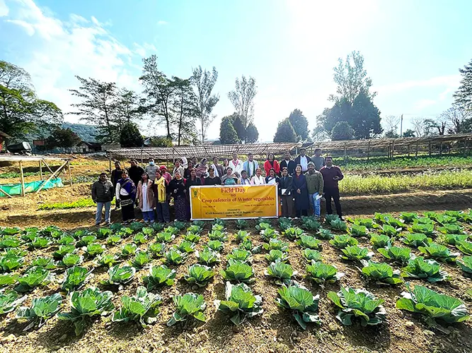 Field day on diversified veg cropping system