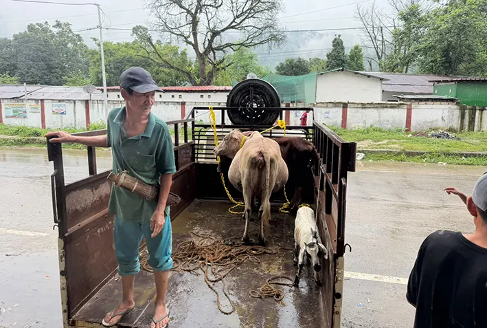 DA conducts drive against stray animals
