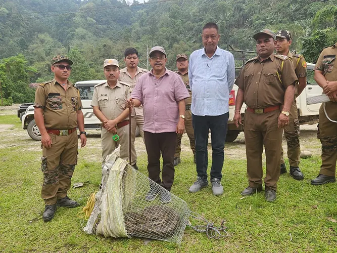 Rescued python released into wild