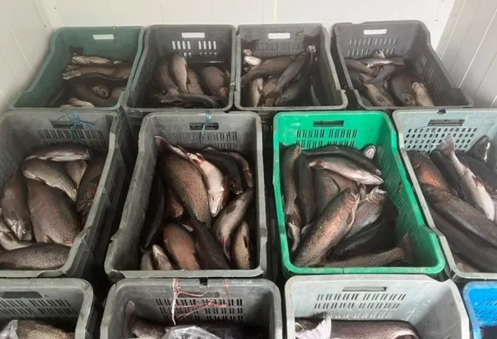 Rainbow trout from Mechukha reaches wider market