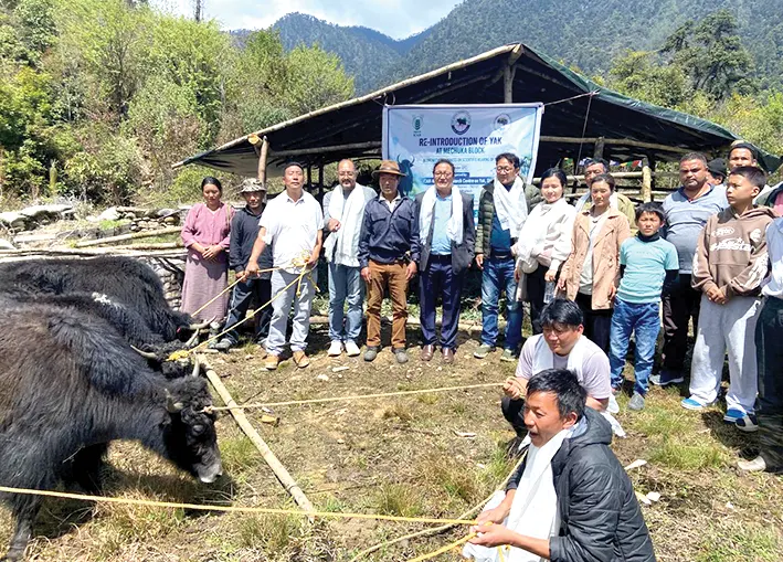 Yaks reintroduced in Shi-Yomi dist