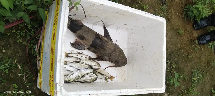 DA seizes illegally caught local fishes from market