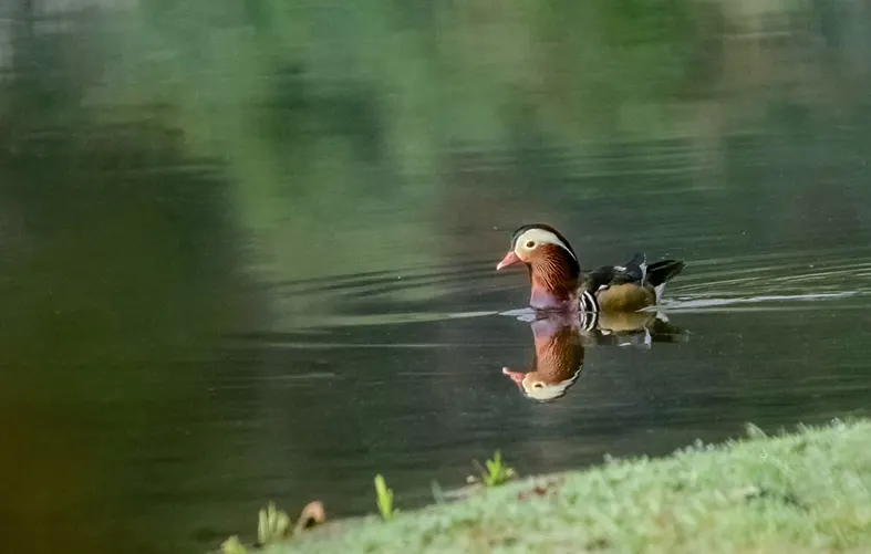 Asian waterbird count underway in L/Subansiri