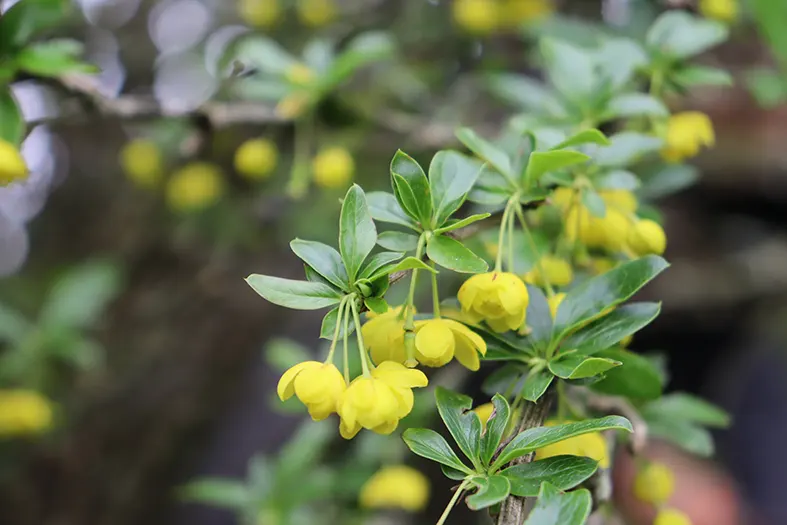Three new Berberis species discovered from Arunachal