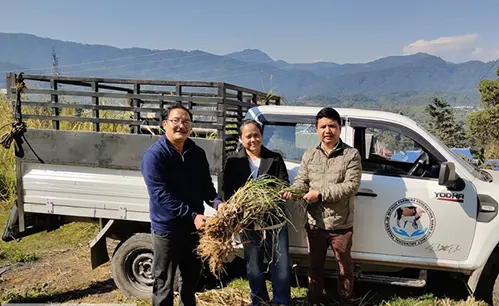 ICAR supports farmers in establishing fodder plots for mithuns