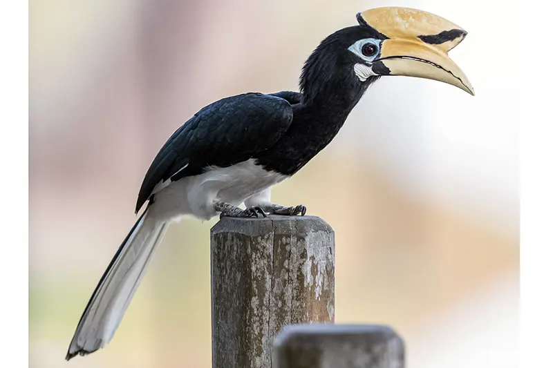 Rare hornbill spotted in Pasighat