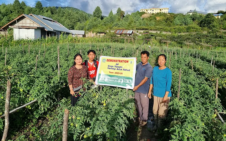 New ‘super tomato’ ArkaAbhed sparks hope among L/Subansiri farmers