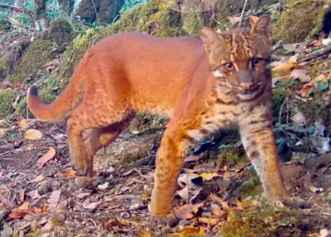 Survey reveals rich small cat biodiversity in Shergaon