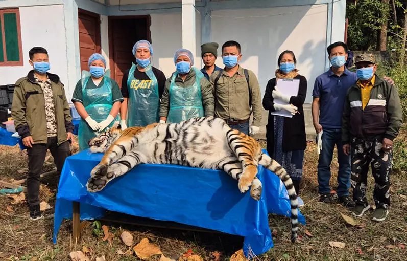 Tigress found dead in Mayudia area