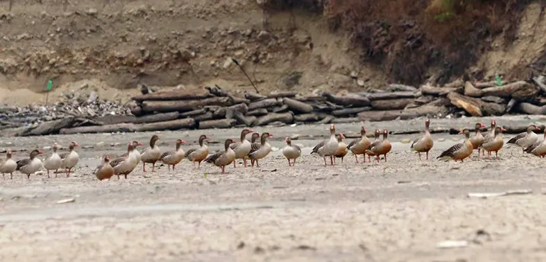 Greylag flock recorded in Bichom
