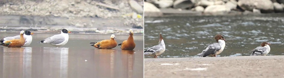 Bichom emerges as a safe haven for migratory birds