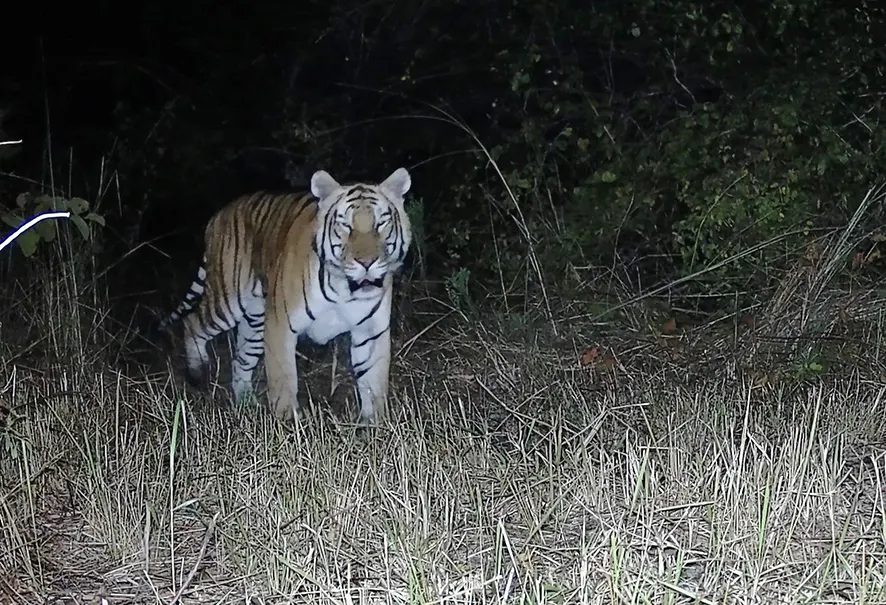 Wildlife officials confirm presence of Royal Bengal tiger in D Ering sanctuary