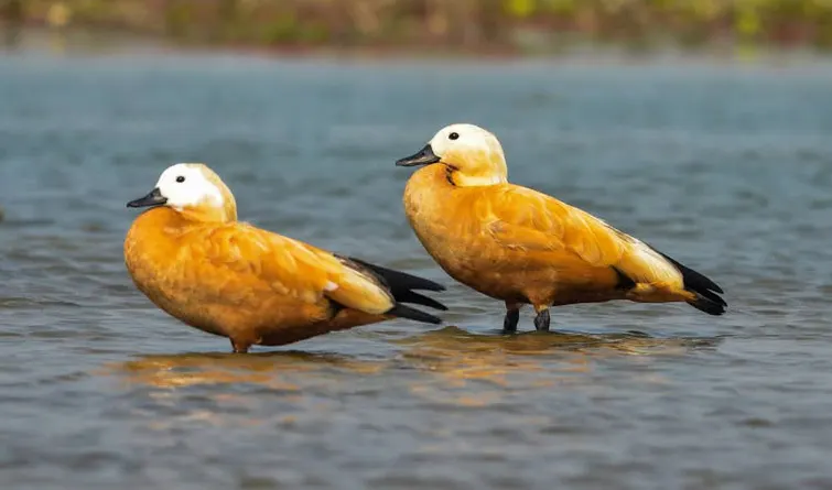 Migratory birds flocking to D’Ering Wildlife Sanctuary
