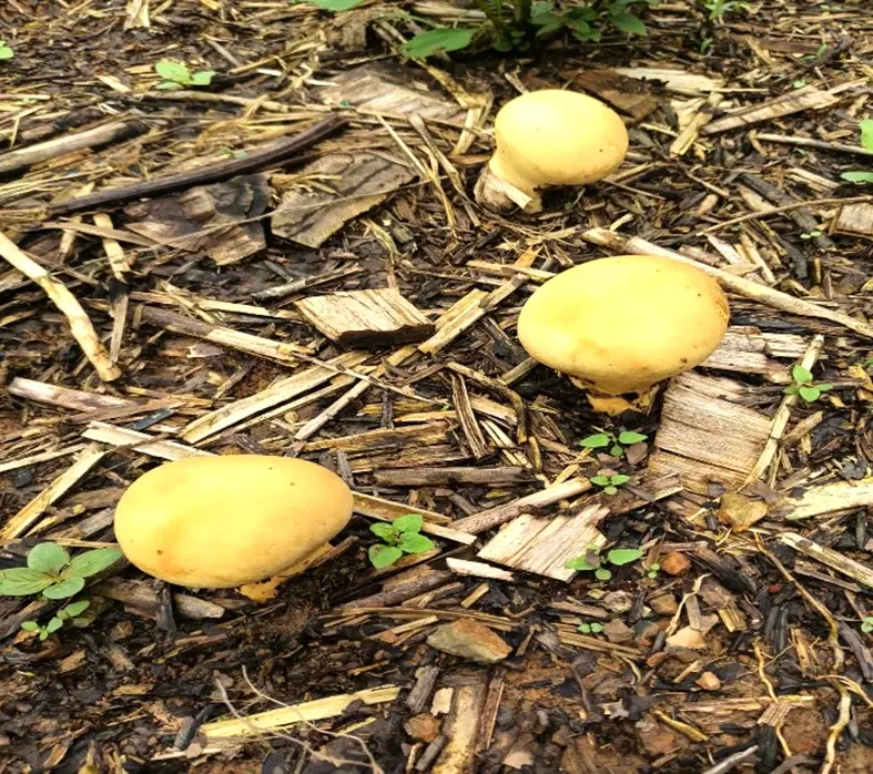 Yellow puffball mushroom recorded in Longding