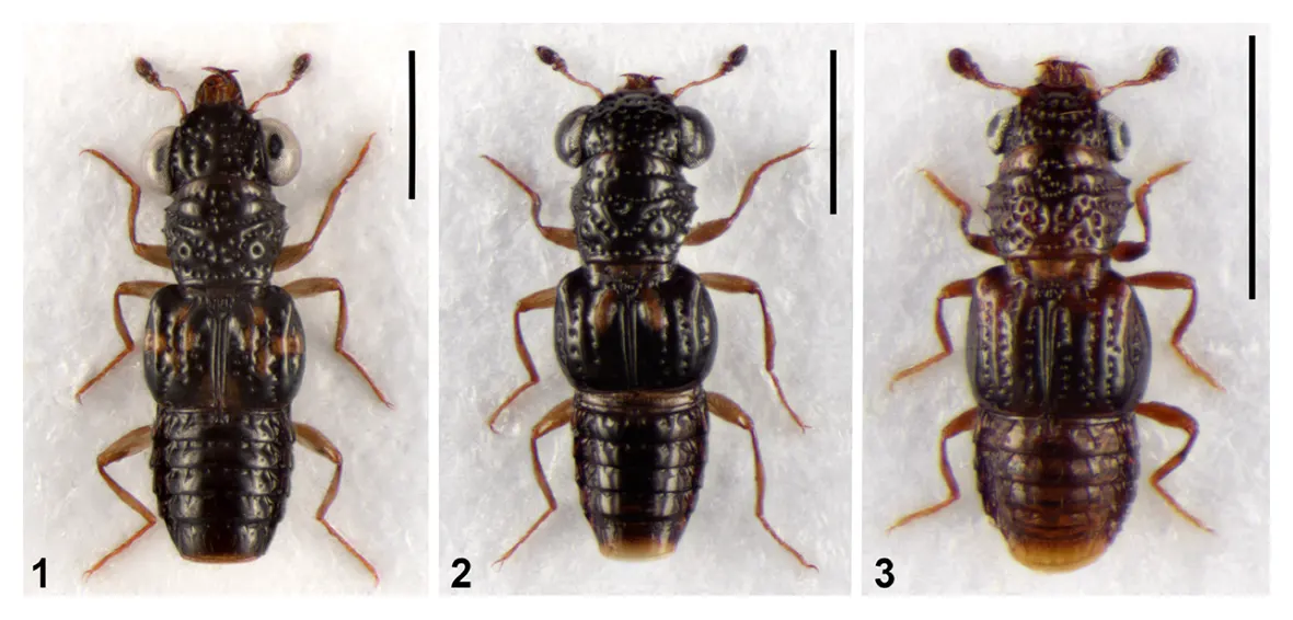 New rove beetle species discovered from Arunachal