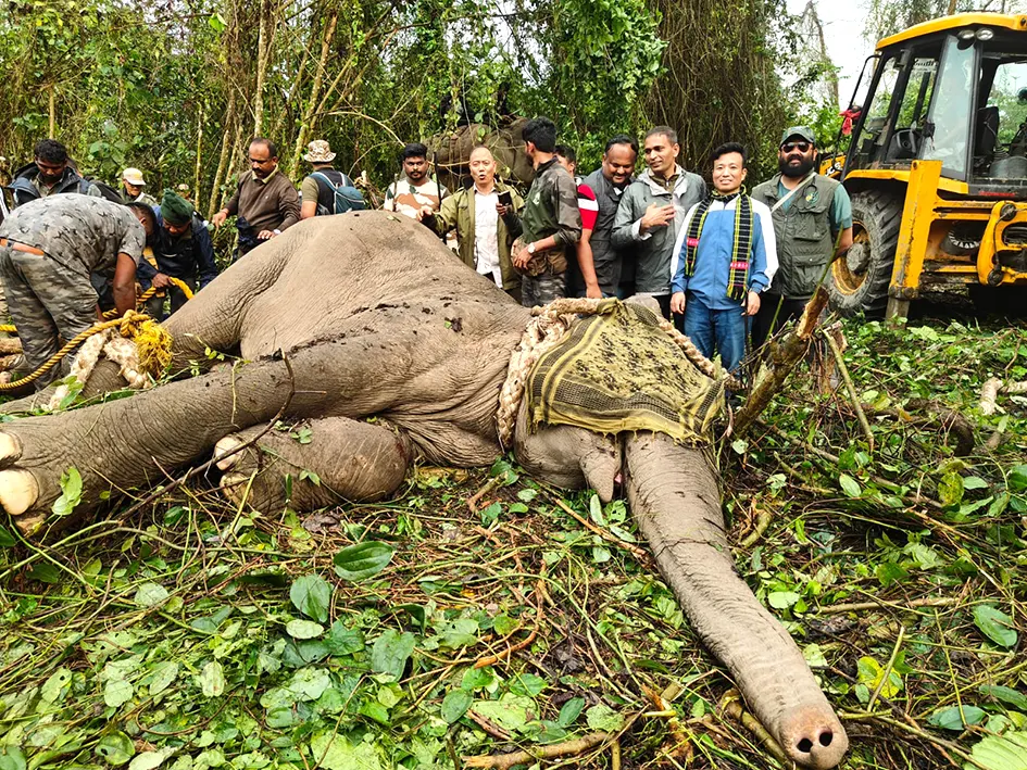 Rogue elephants responsible for deaths captured