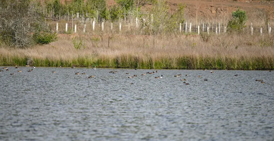 Siikhe Lake: A growing haven for migratory birds