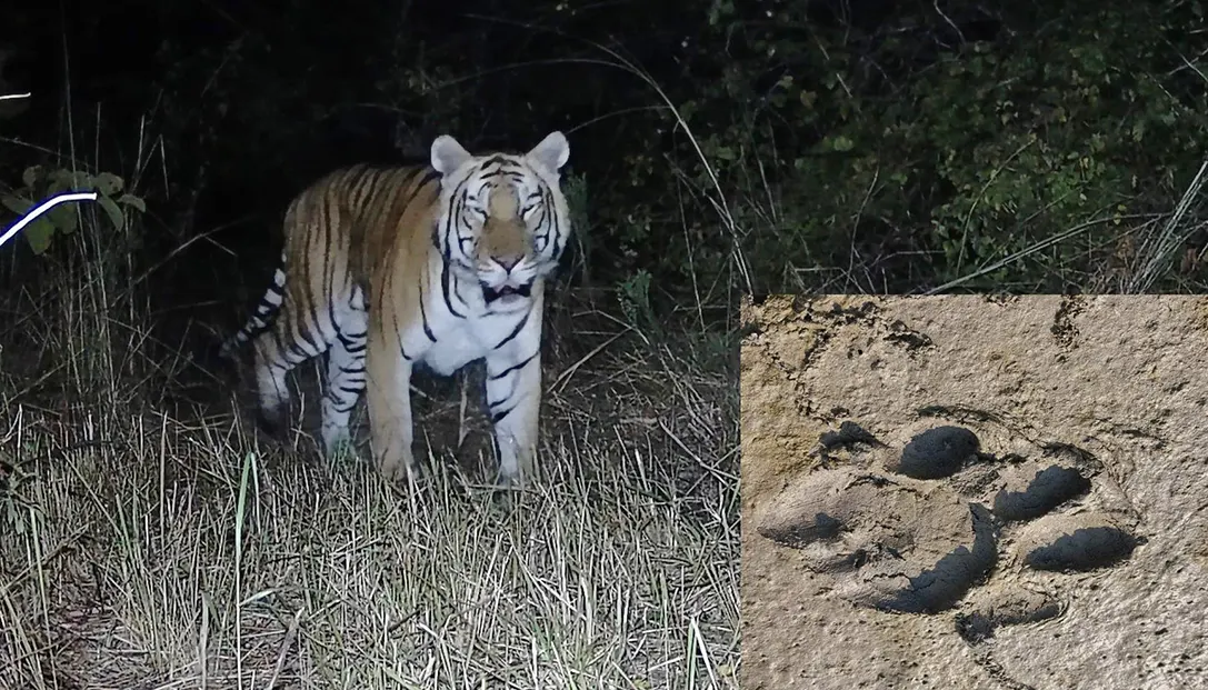 Tiger roaming in riverine forests; residents alerted
