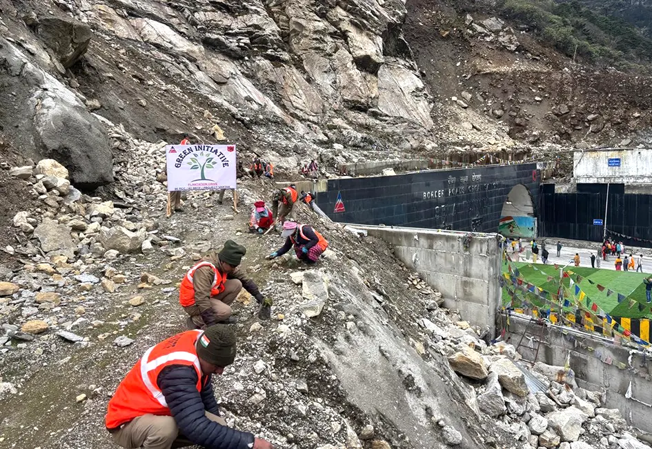 Rhododendron saplings planted near Sela tunnel