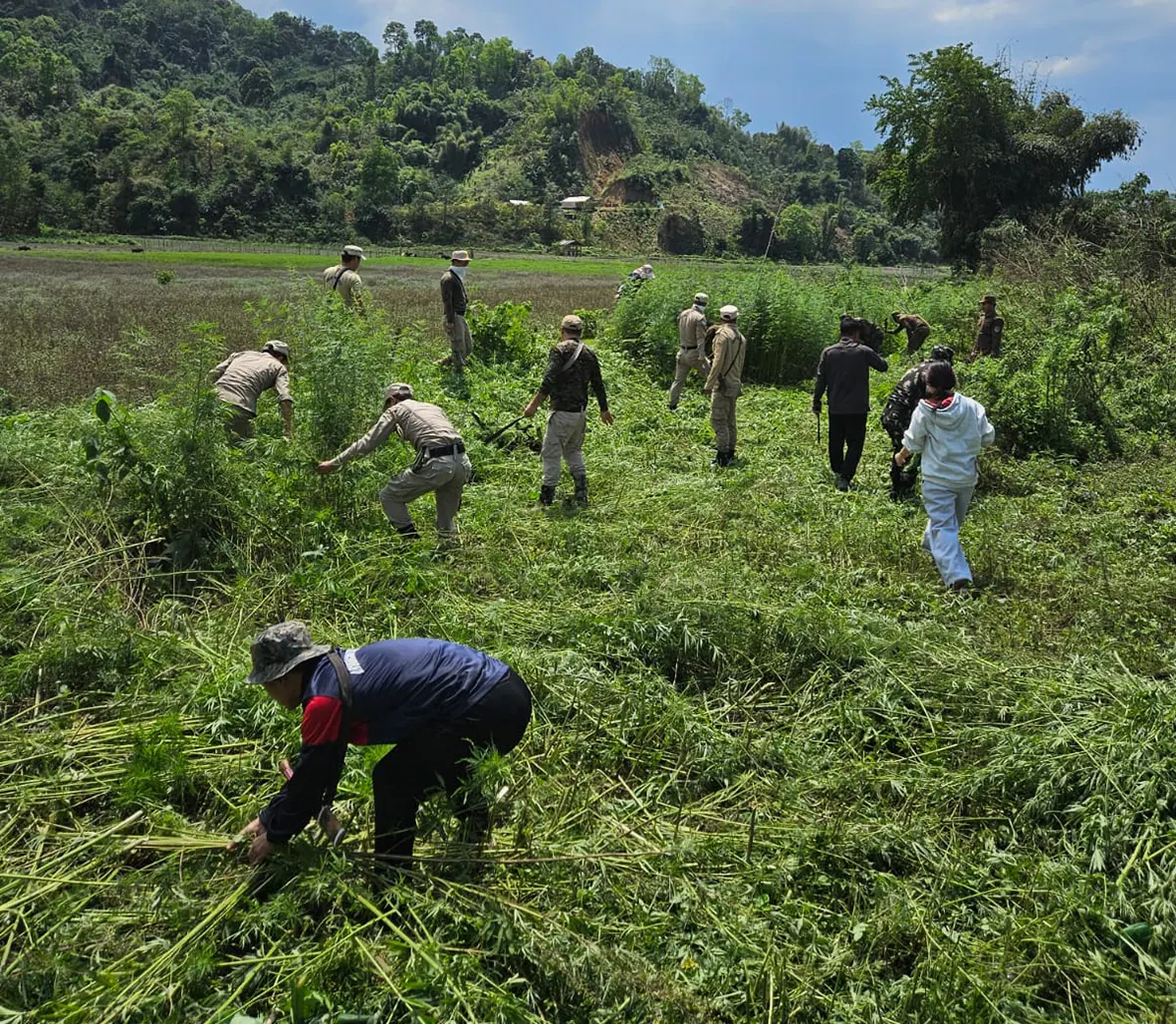 Police destroy wild cannabis plants in Pakke Kessang